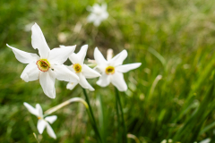 Blumen (muss auch sein)